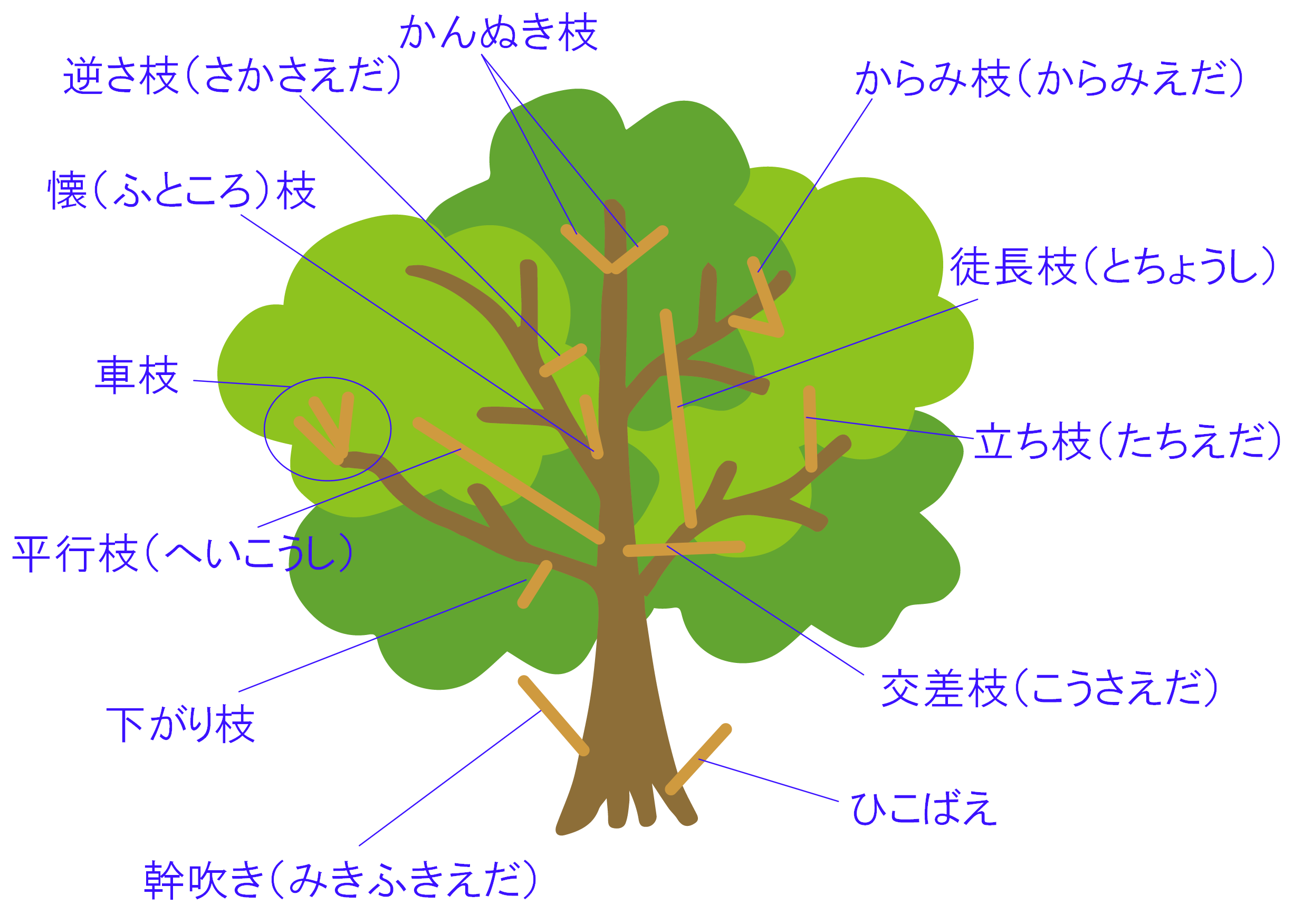 切った方がいい枝を見分けるコツ