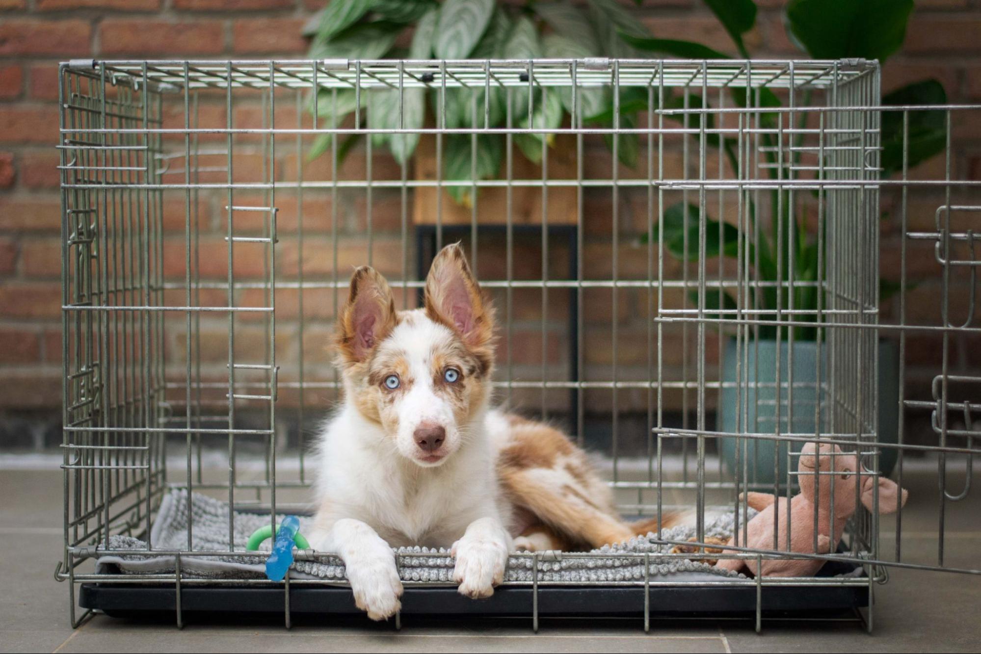 犬小屋の処分を回収業者にお願いするときのポイント