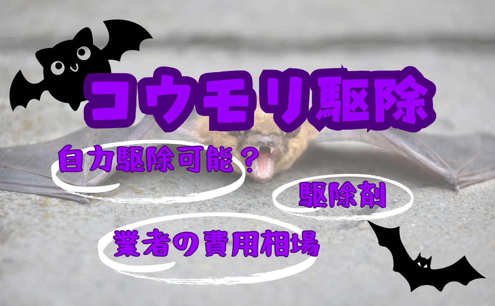 こうもり駆除は自分でできる？駆除剤から業者の費用相場まで解説