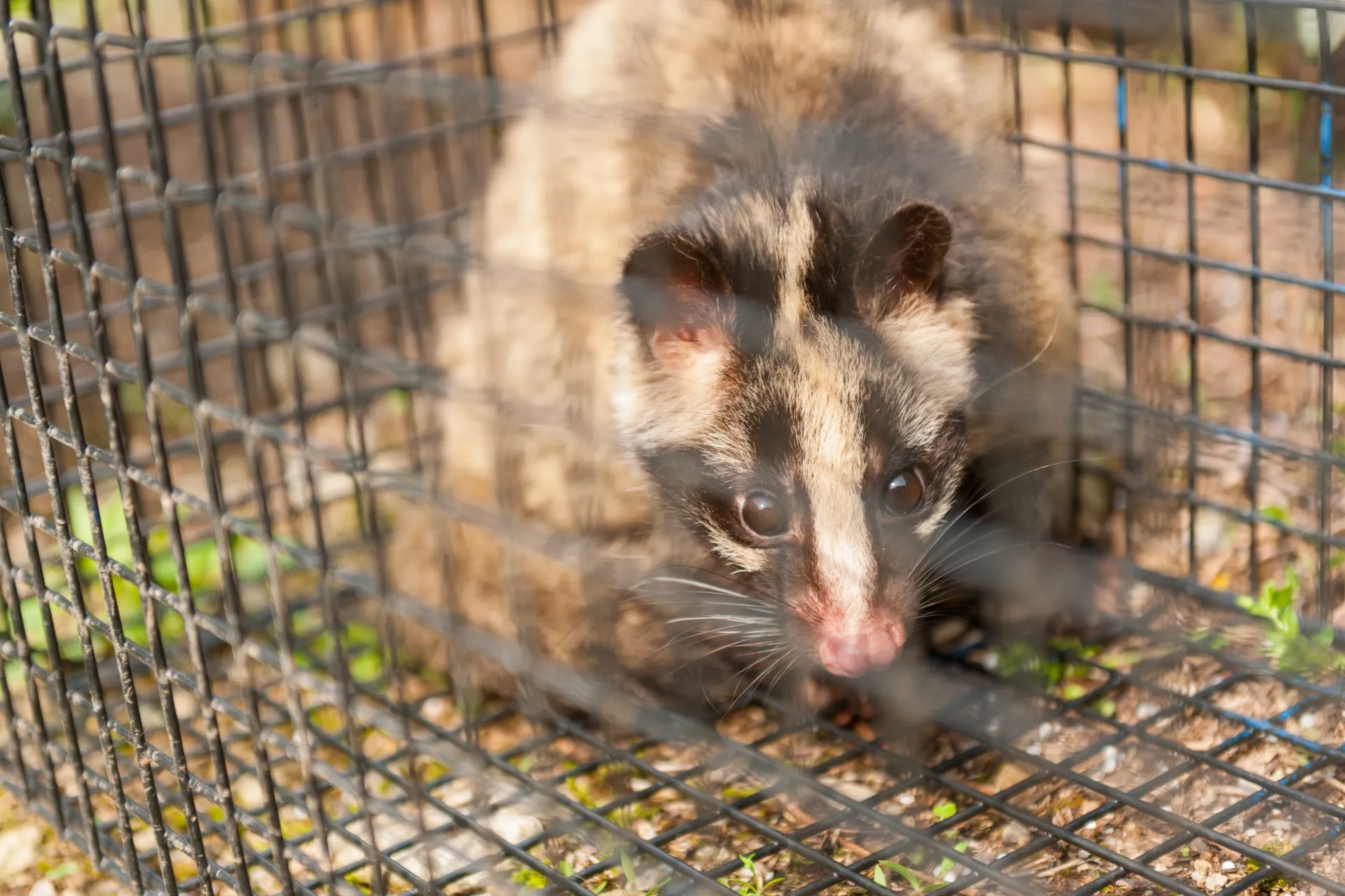 業者に頼んだ方がいいシチュエーション