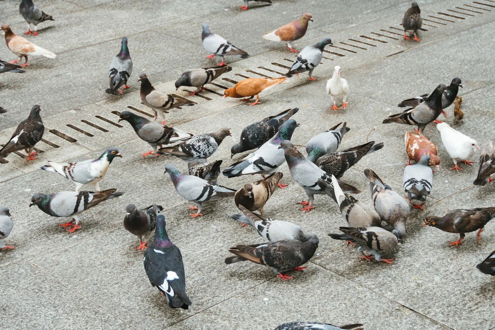 駆除する前に鳩（ハト）の生態をおさえよう