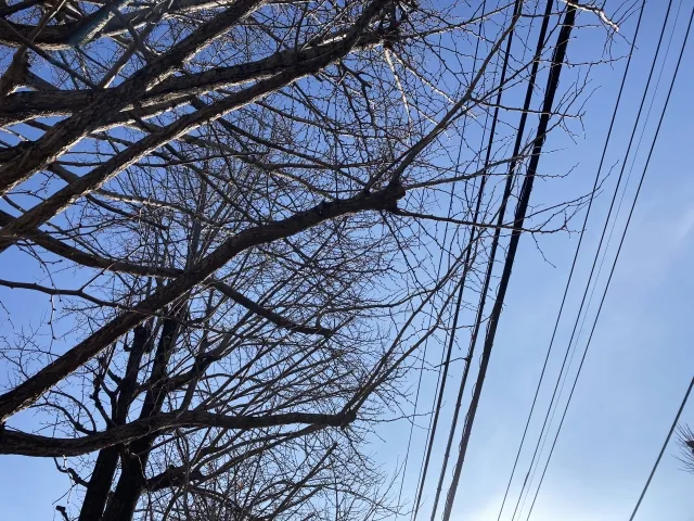 電線にかかっている枝