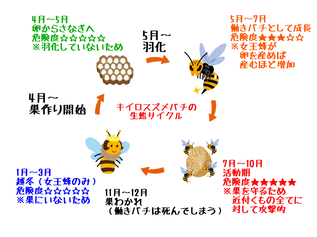 1　スズメバチの巣が初期かどうかの見分け方