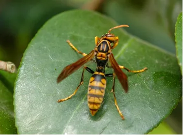 1 アシナガバチは駆除すべき？