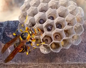 3 自分で駆除する方法