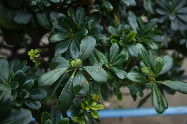 まとめ：植木の処分は安全に確実に行おう