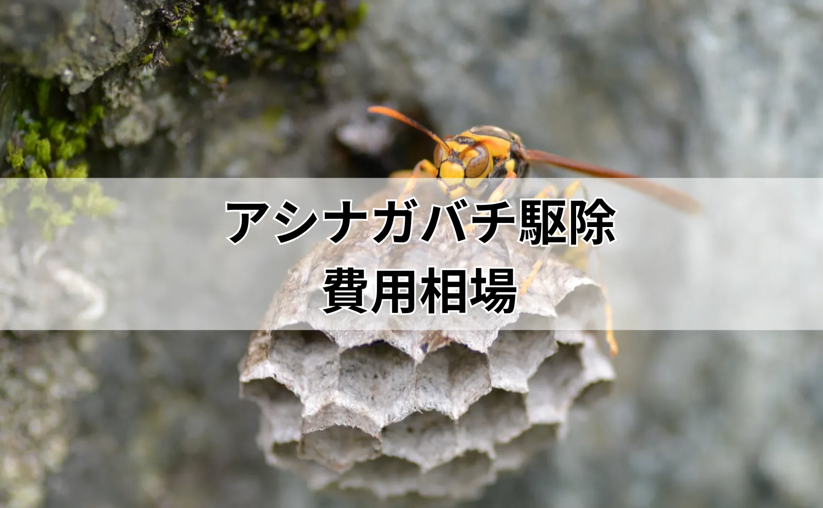 プロが明かすアシナガバチ駆除の料金事情：相場・実例・節約方法を徹底解説