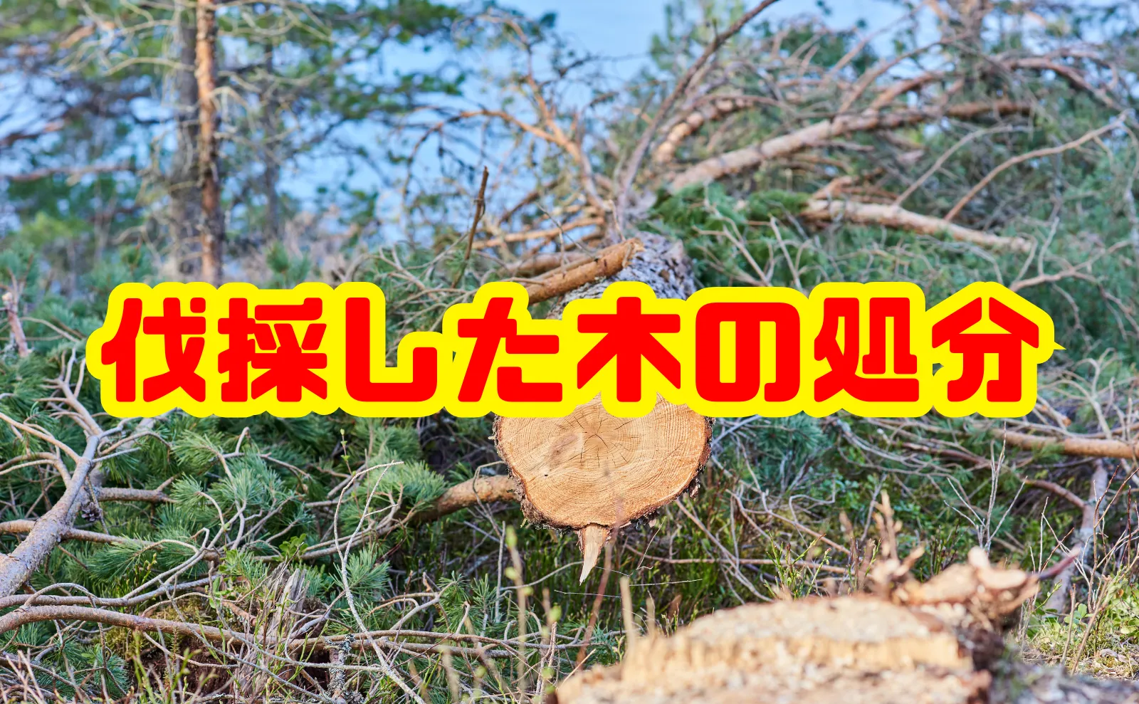伐採した木の処分を徹底解説｜廃棄方法から有効活用まで丸わかり