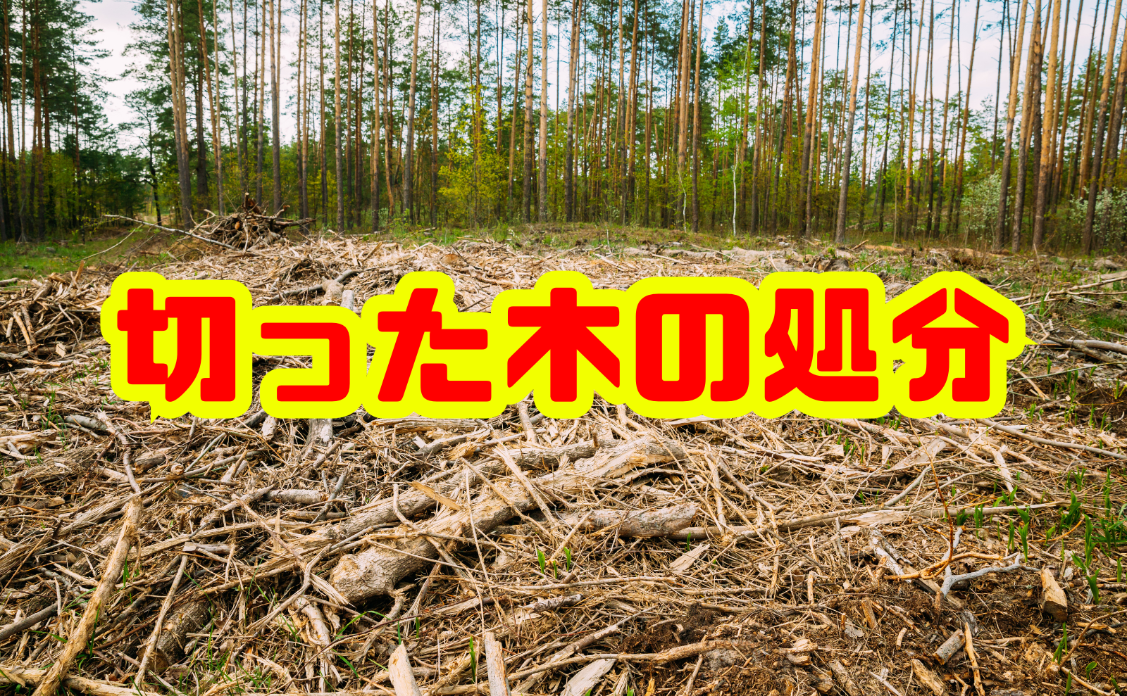 伐採した木・切った木の処分 完全ガイド｜方法・費用・注意点を徹底解説