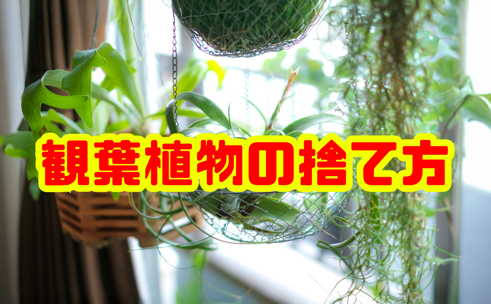観葉植物の捨て方・処分を徹底解説