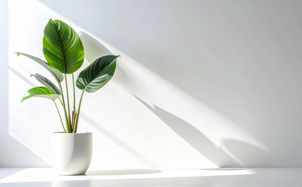 観葉植物の捨て方まとめ