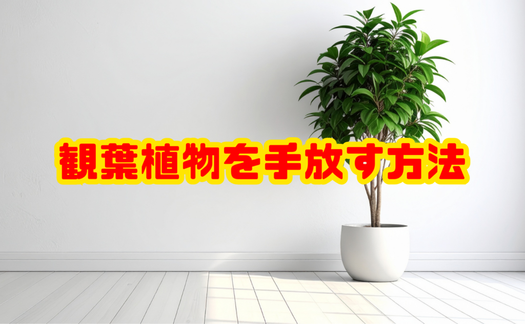 観葉植物を手放す方法｜譲る・売る・処分まで