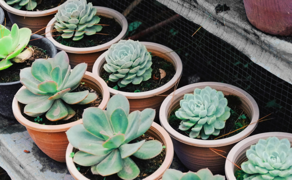 観葉植物の鉢を処分する方法