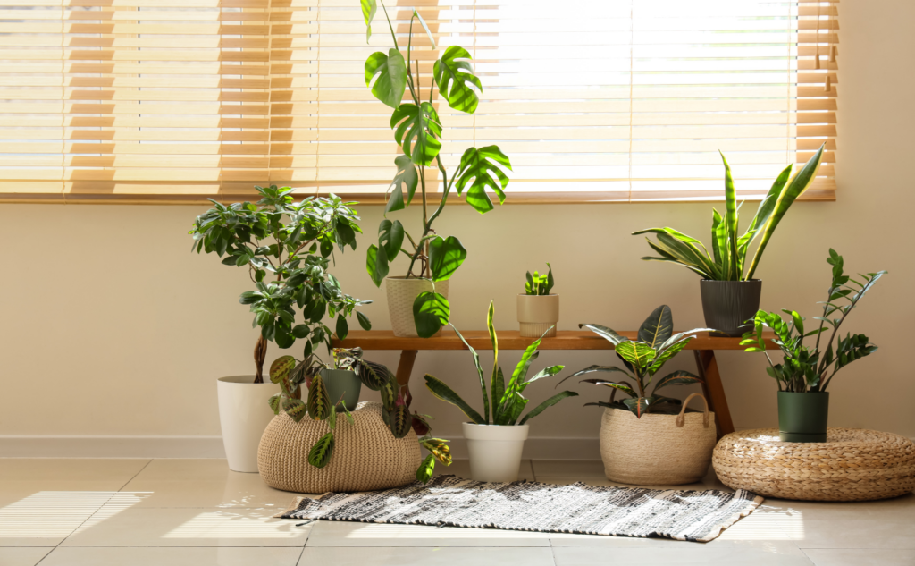 大型の観葉植物を手放す方法