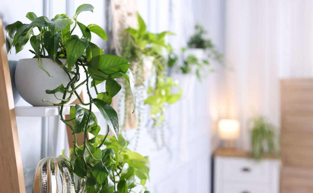 まとめ｜観葉植物を手放すなら状態に合わせて方法を選ぼう