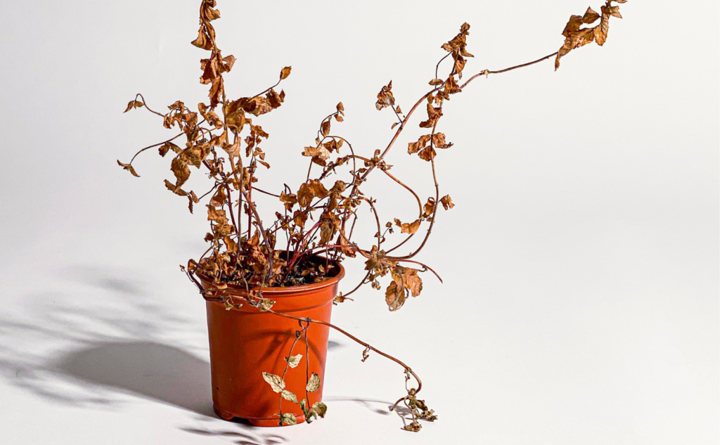 枯れた観葉植物を処分する方法