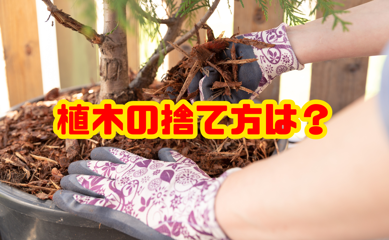 植木の捨て方は？鉢・土まで迷わず処分する方法