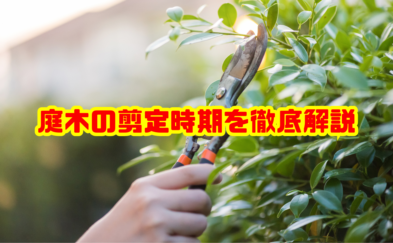 庭木の剪定時期を徹底解説!季節別の適期と失敗しないコツ