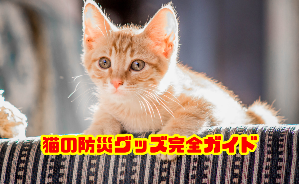 猫の防災グッズ完全ガイド！震災から学ぶ避難と備えの方法