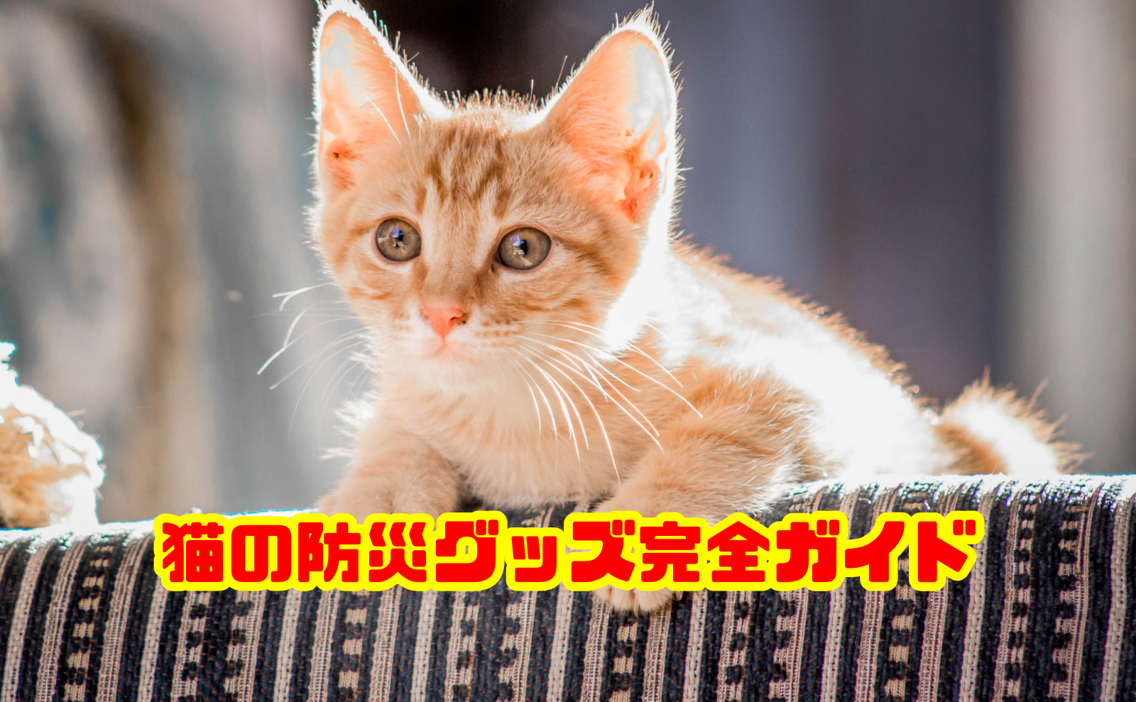 猫の防災グッズ完全ガイド！震災から学ぶ避難と備えの方法