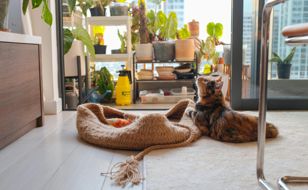 猫の防災と一緒に住環境も見直そう