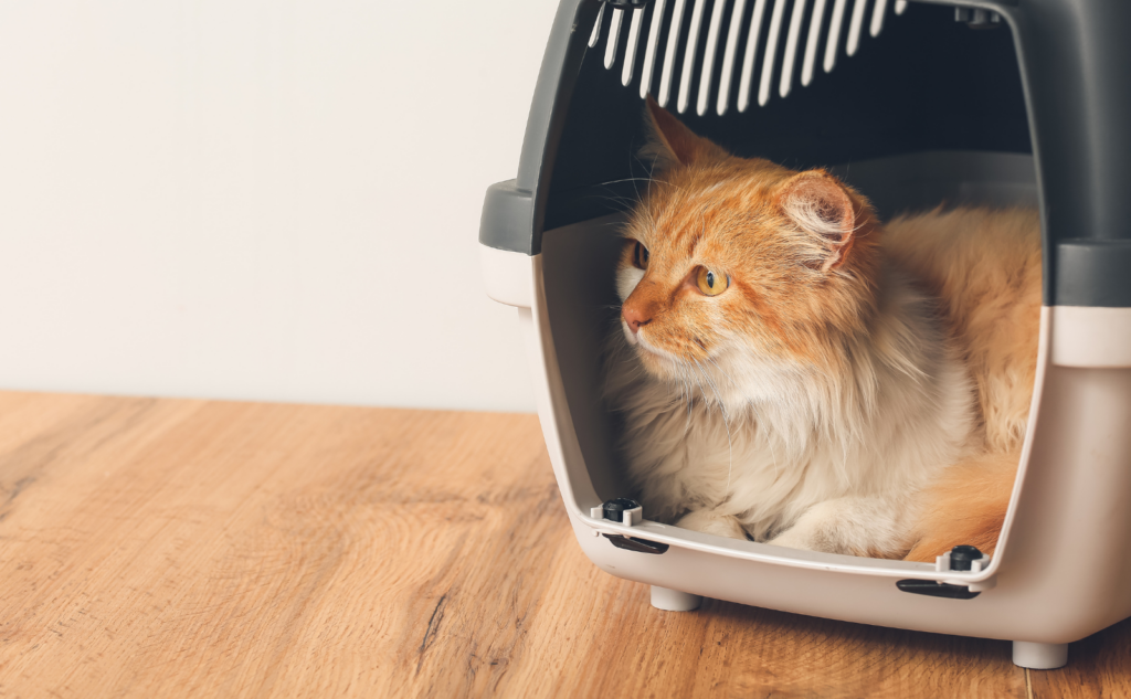 猫に最低限必要な防災グッズ一覧