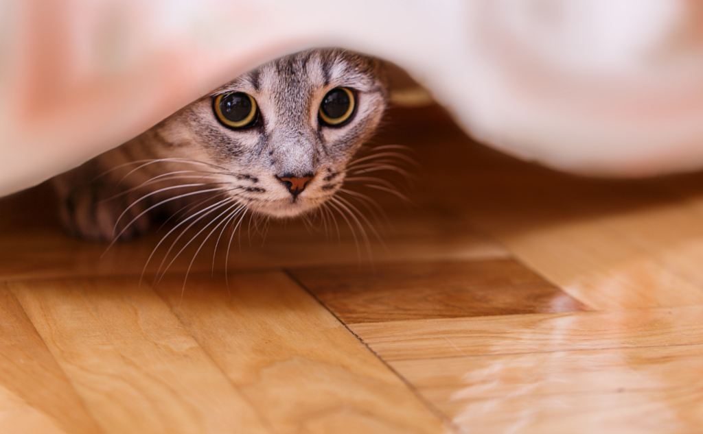 地震で猫が隠れて出てこない場合に備えよう
