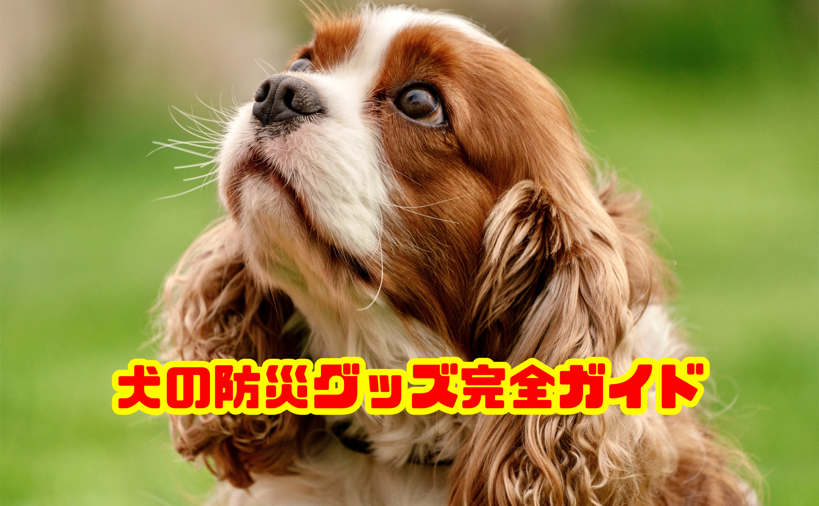 犬の防災グッズ完全ガイド！震災から学ぶ避難と備えの方法