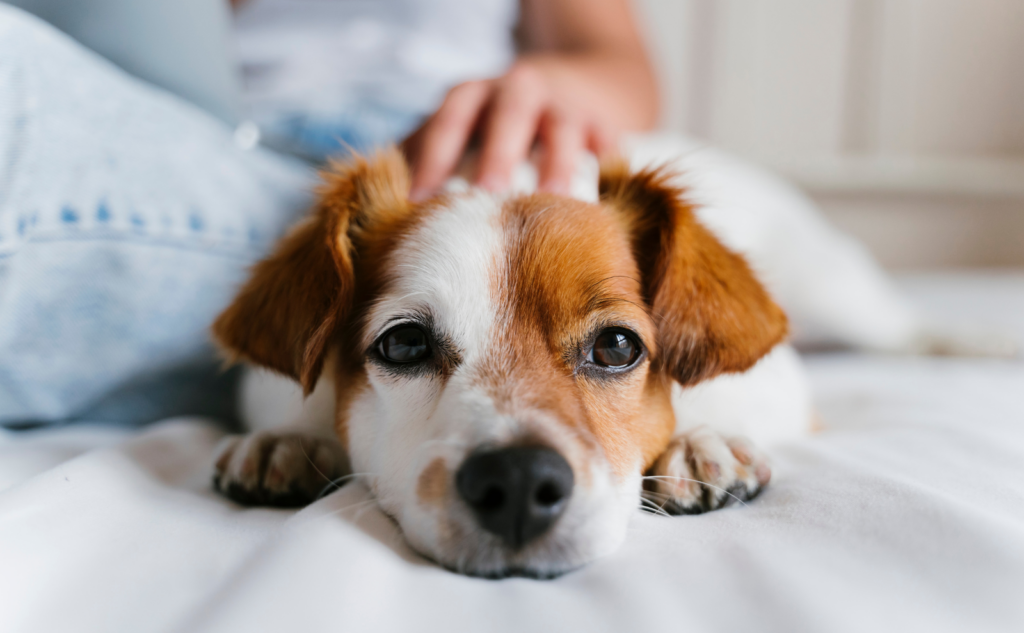 まとめ│震災の教訓を生かして愛犬を守る防災対策を始めよう