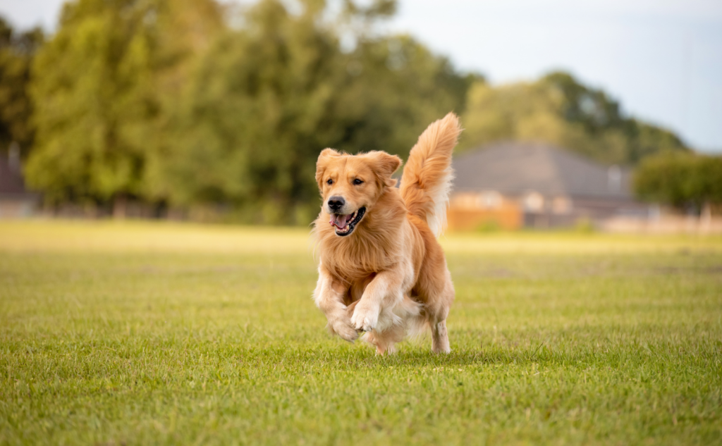 東日本大震災から学ぶ犬の取り残し・逸走への備え