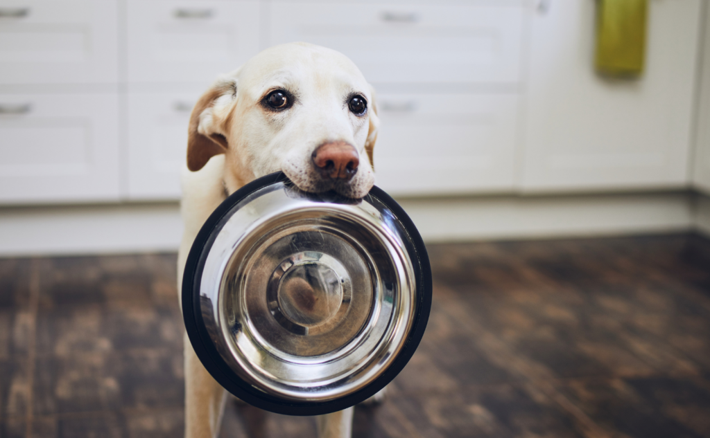 犬に最低限必要な防災グッズ一覧