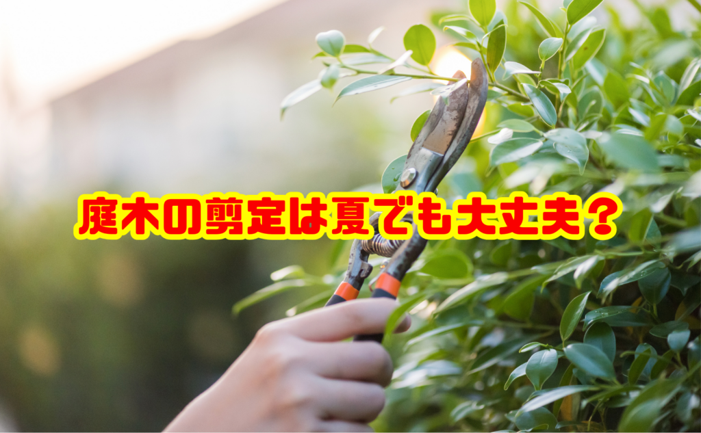 庭木の剪定は夏でも大丈夫？適切な時期と注意点・費用を解説