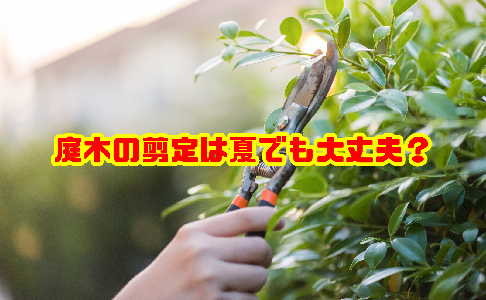 庭木の剪定は夏でも大丈夫?適切な時期と注意点・費用を解説