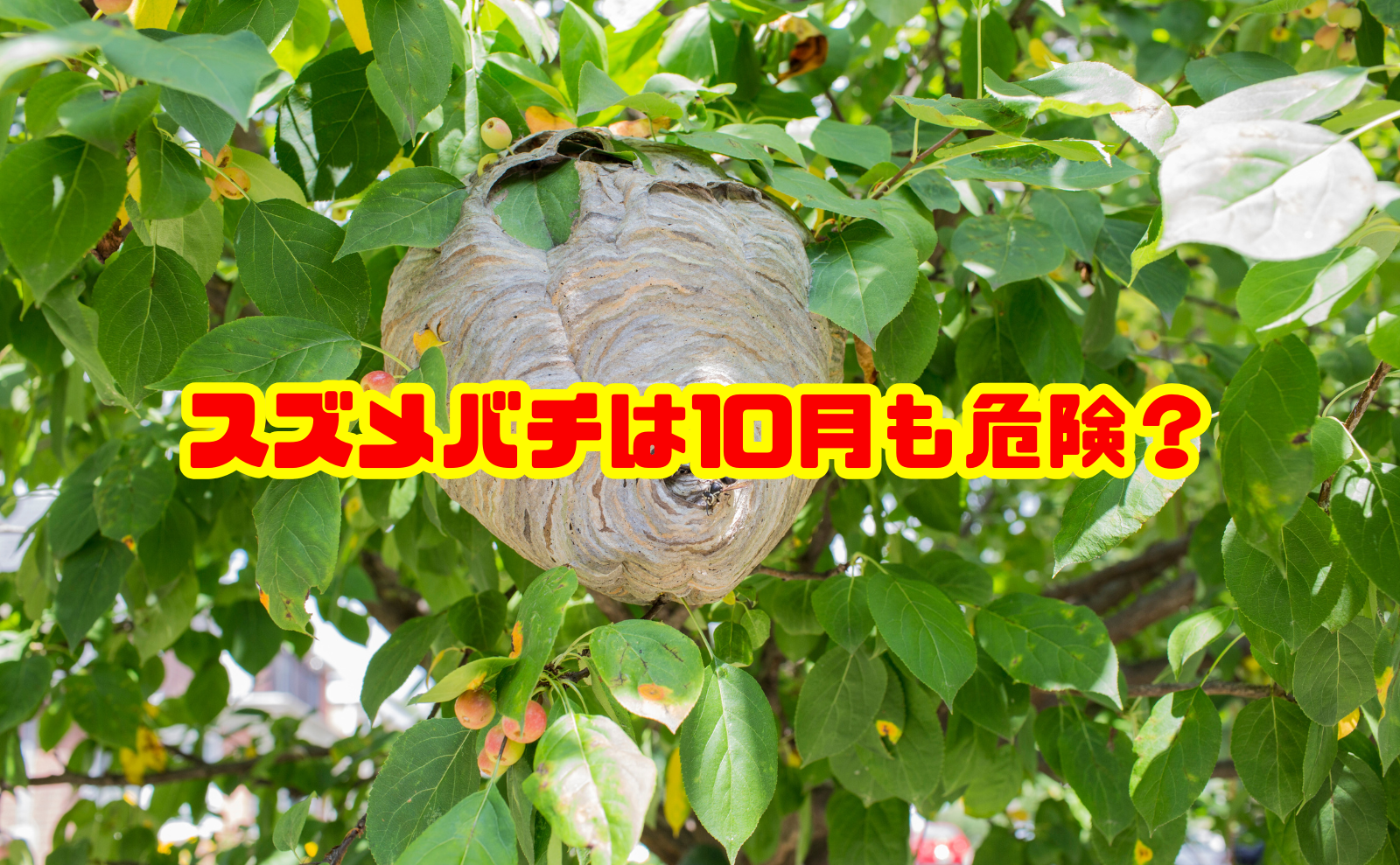 スズメバチは10月も危険?活動時期と巣を見つけたときの対処法