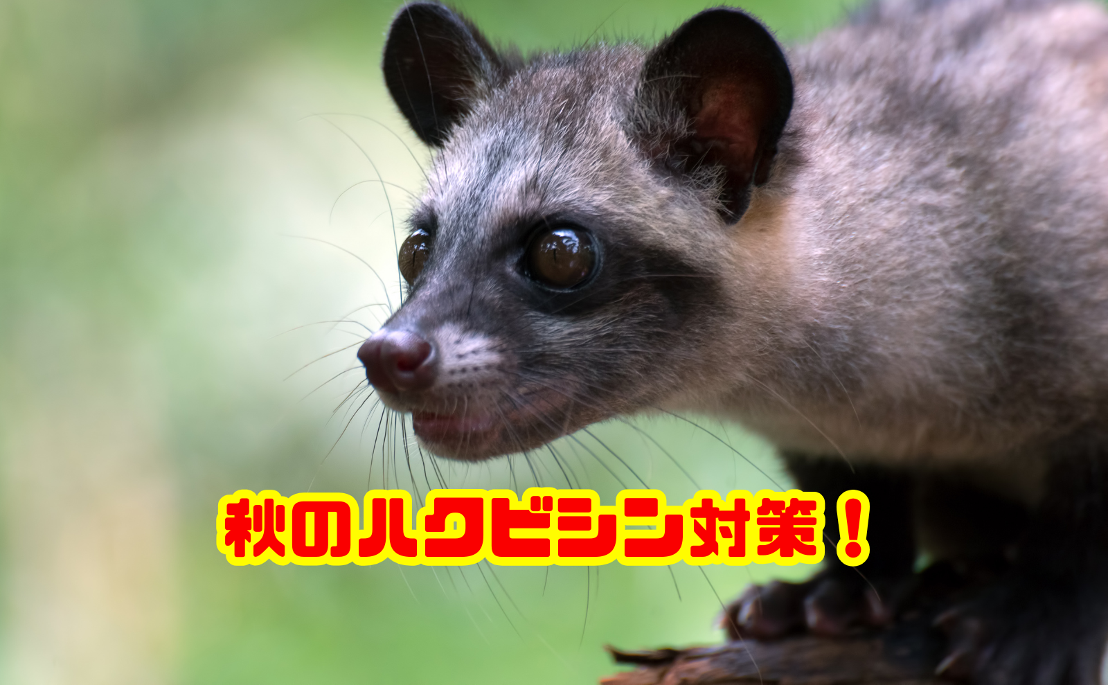 ハクビシンは秋に何をする?冬眠の有無や家への侵入対策・駆除費用を解説